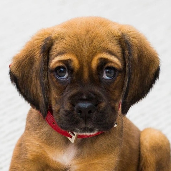 Meet your Posher, Boss - Picture 1 of 1